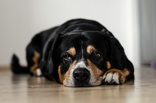 Dierenartsassistent zorgt voor hond in opname